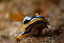 BD-161028-Pura-3445-Chromodoris-strigata.-Rudman.-1982-[Strigate-chromodoris].jpg